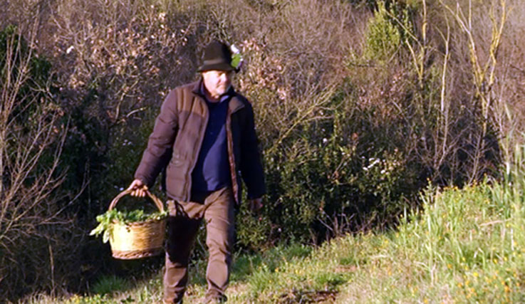 raccolta delle erbe selvatiche