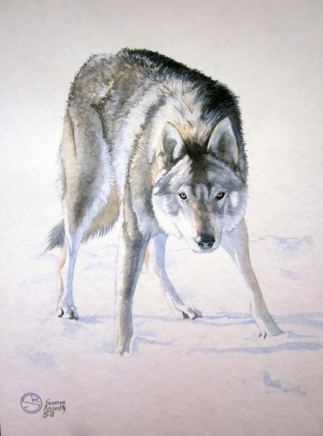 Come comportarsi quando si avvistano esemplari di fauna selvatica