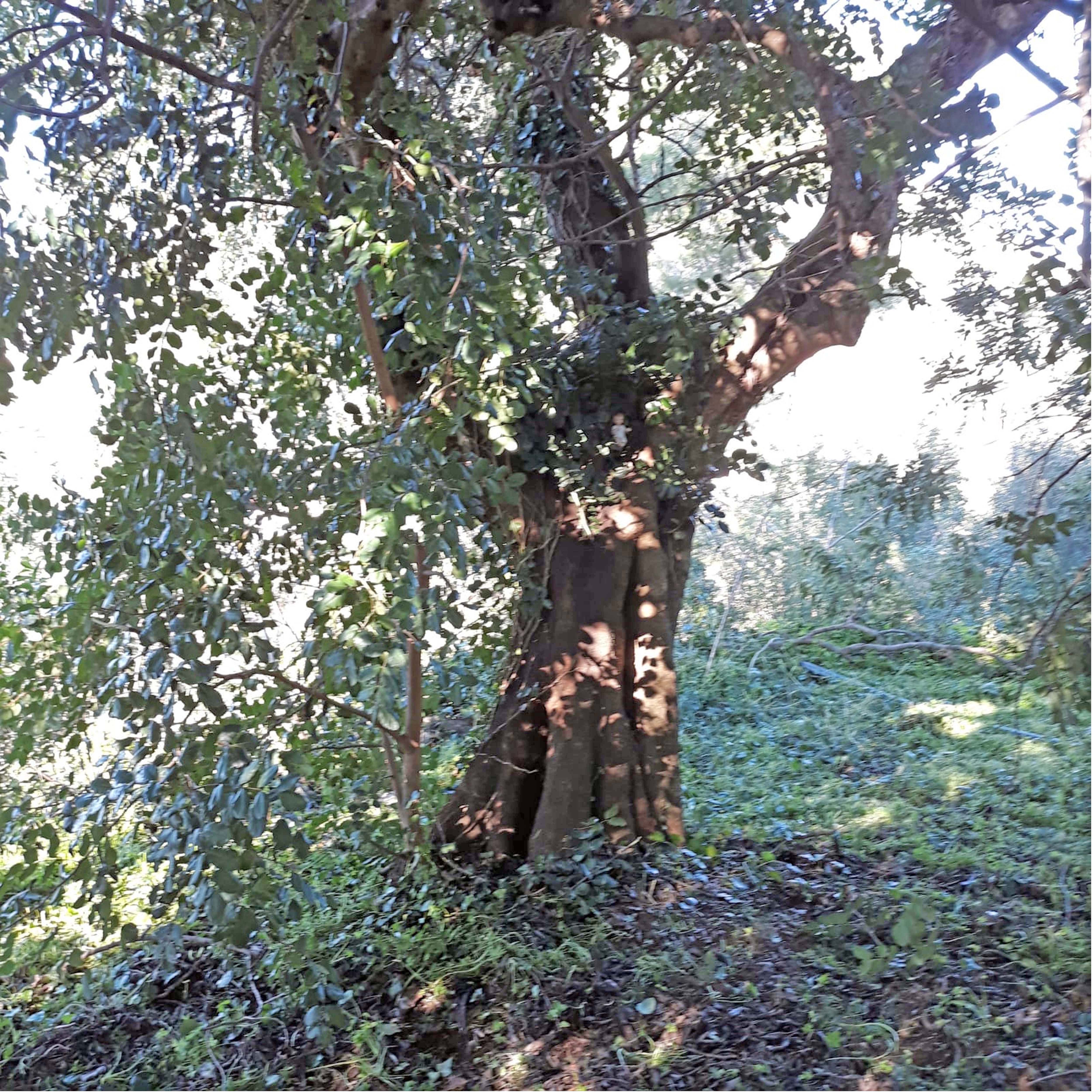 Albero di Carrubo a Villa Placitelli