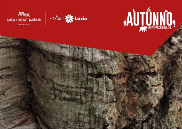 La Pelle degli Alberi