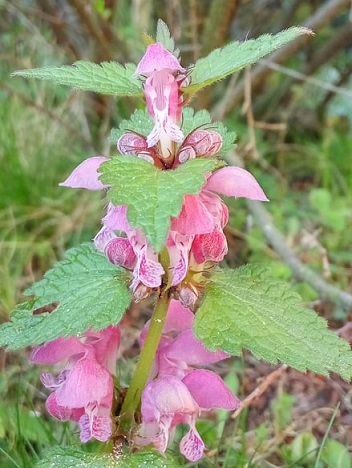 Lamium maculatum - Milzadella