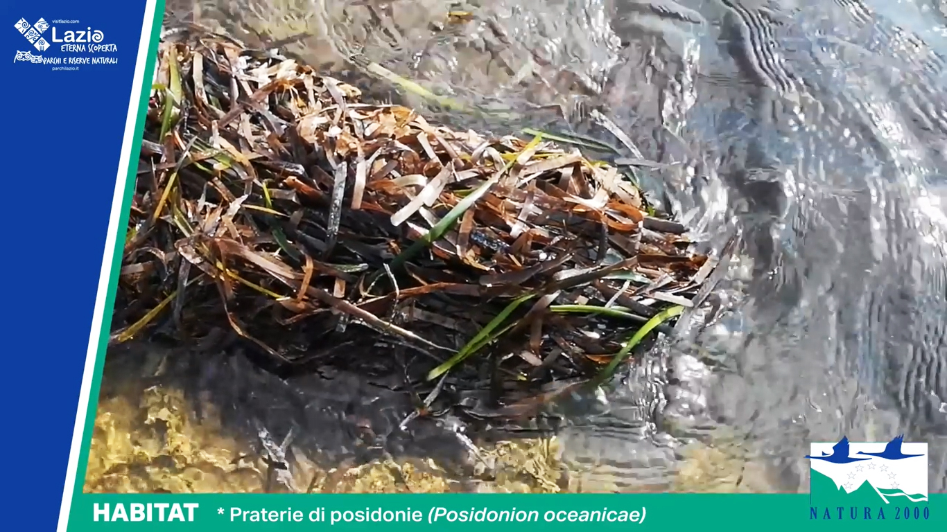 Le praterie di posidonie (Posidonion oceanicae).