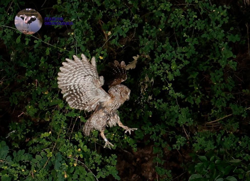 La speranza prende il volo: liberati quattro rapaci notturni