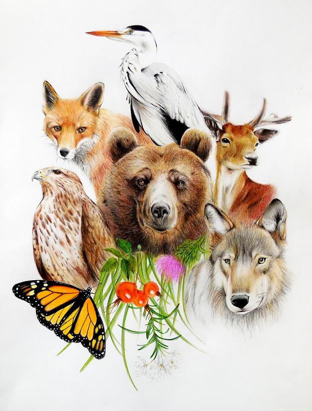 Disegno di Lisa Laurenti