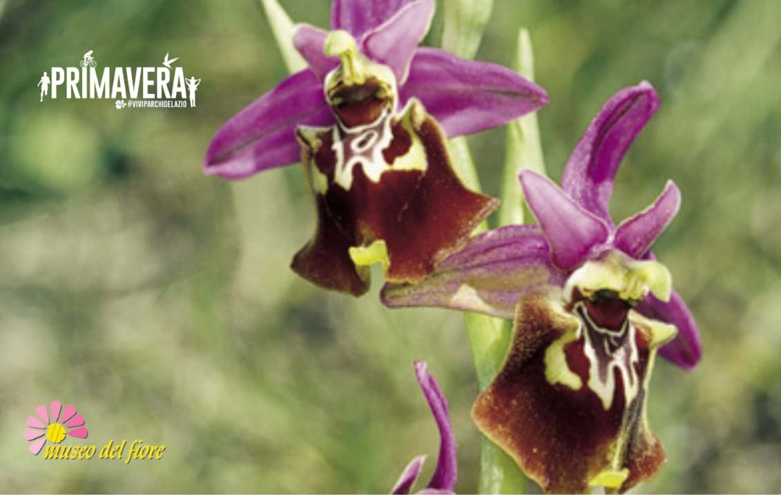 Passeggiata tra le fioriture di primavera e le orchidee