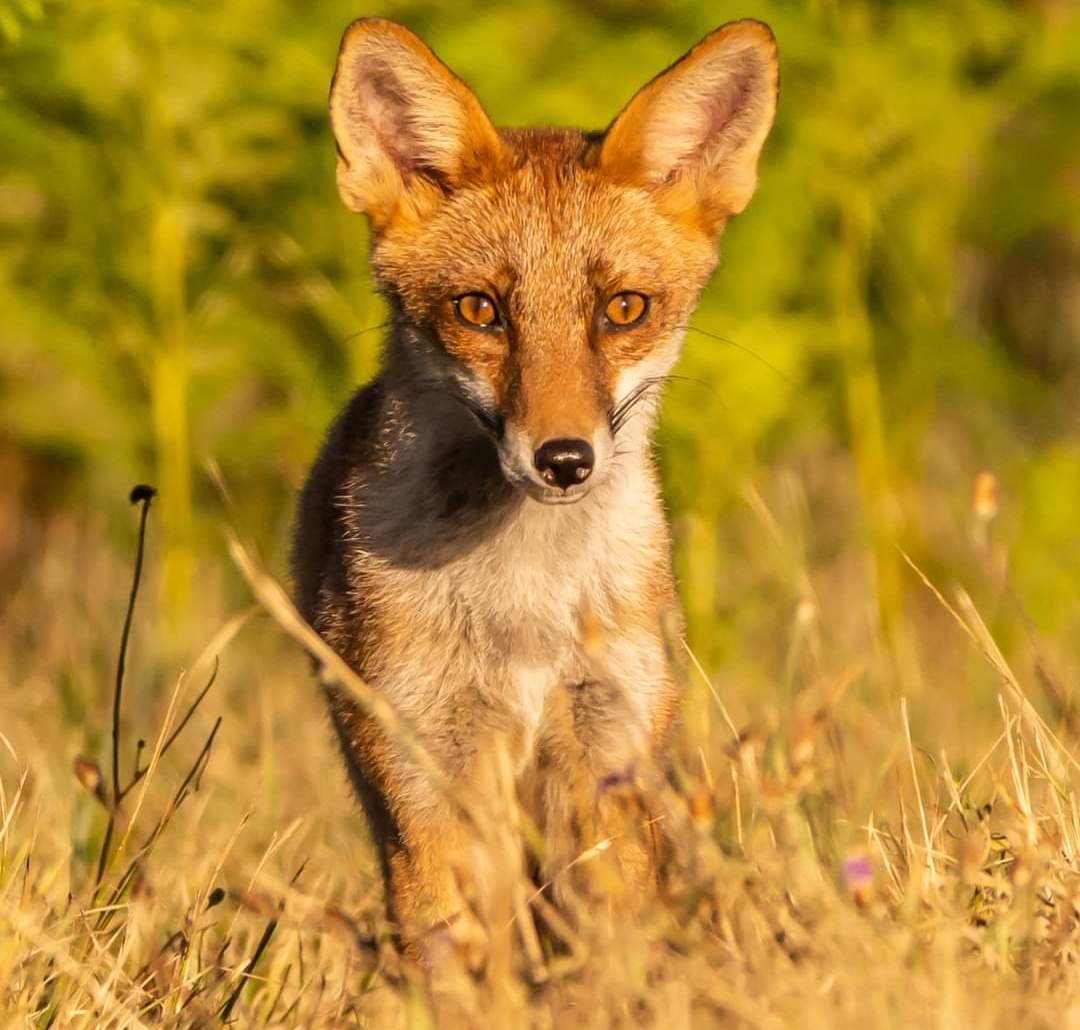 Fotografia di Flavio Felici