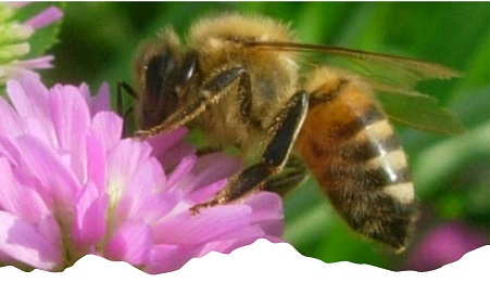 City Nature Challenge 2025 ai Monti Simbruini