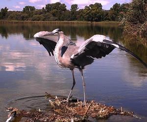 Vai alla pagina della Garzaia