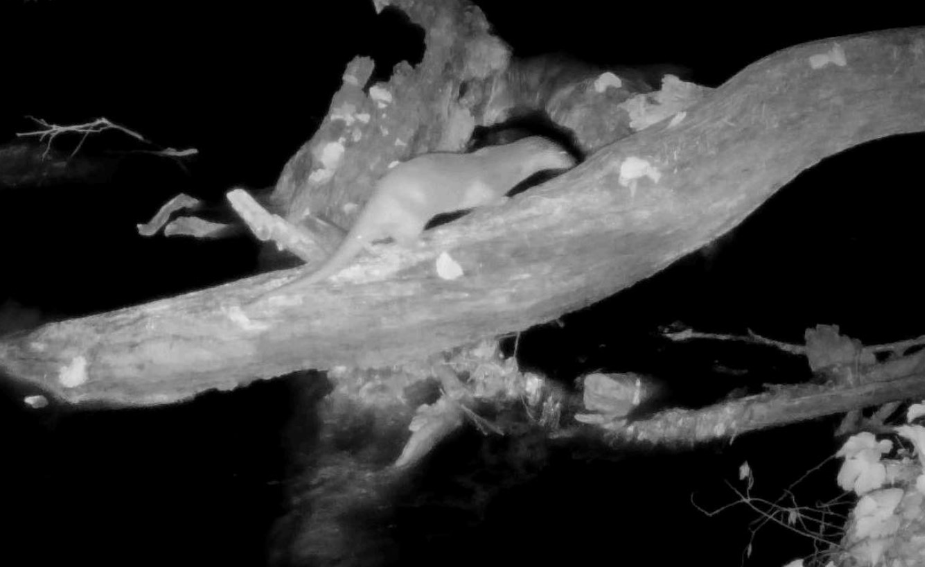 LA LONTRA RITORNA SUL TEVERE DOPO CINQUANT'ANNI DI ASSENZA