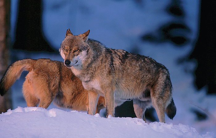 Foto di Marco Branchi