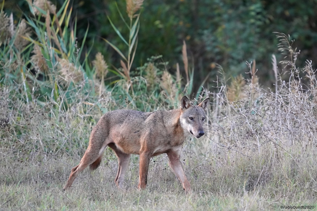 Foto di Fabio Quinto dal sito isprambiente.gov.it