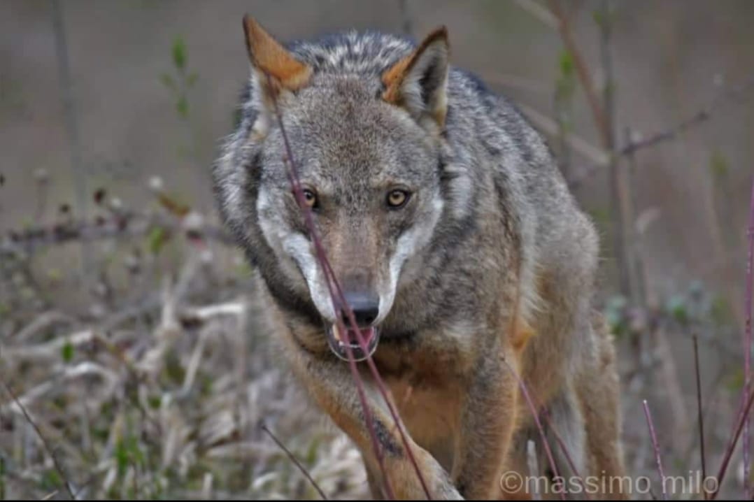 Il Lupo foto di: Massimo Milo