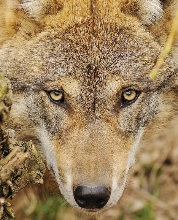 Foto di Marco Branchi