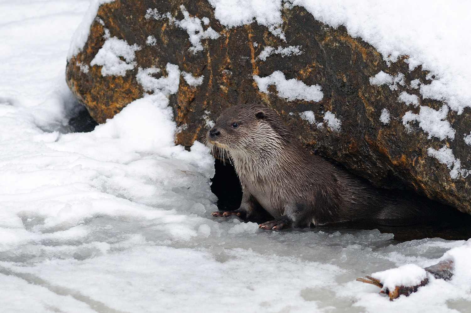 Lontra europea (Lutra lutra), foto di Nicola Destefano