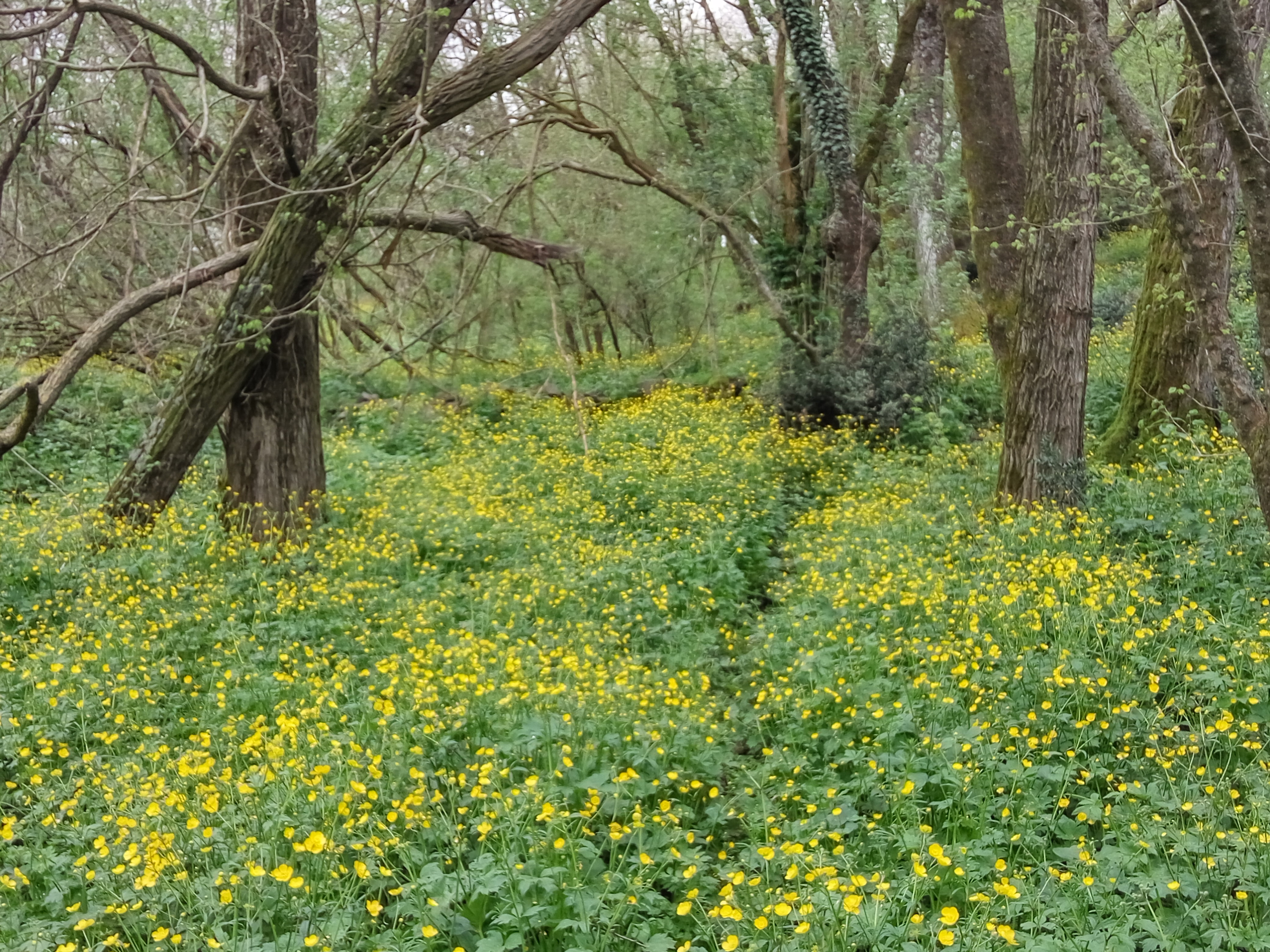 Vegetazione spontanea, sinonimo di equilibrio e biodiversità