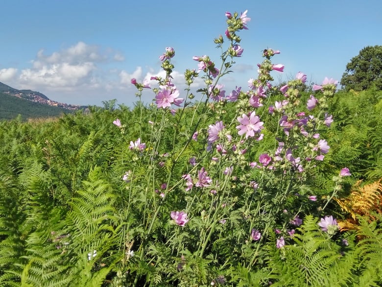 Malva selvatica