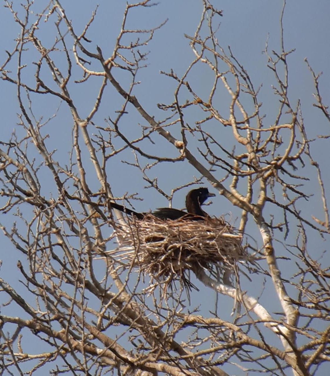 Nido di Marangone minore (Foto Massimo Brunelli)