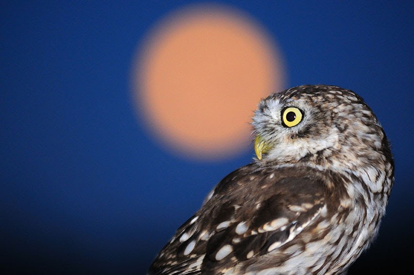 Fotografia di Marco Branchi