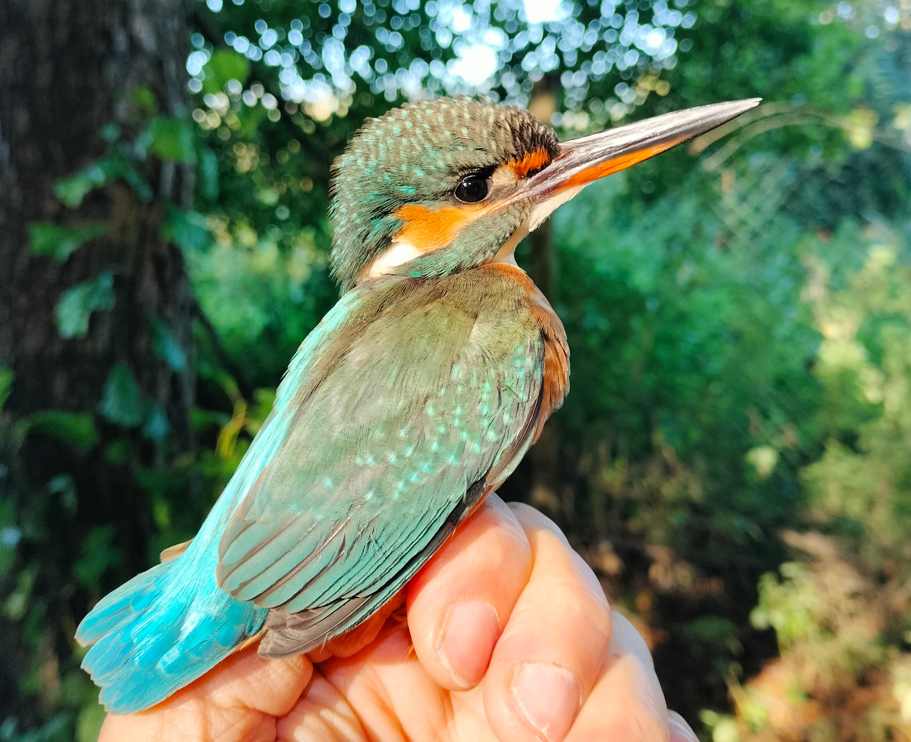 Martin pescatore presso la Stazione MonITRing del lago di Ripasottile