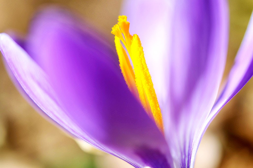 Foto di Mauro Mennini