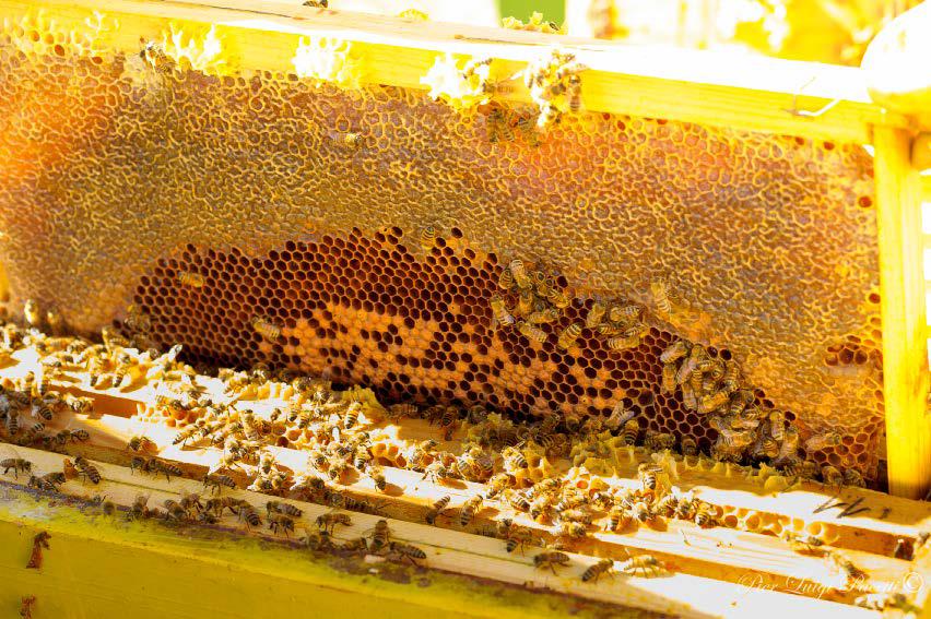 Corso di apicoltura a Lubriano