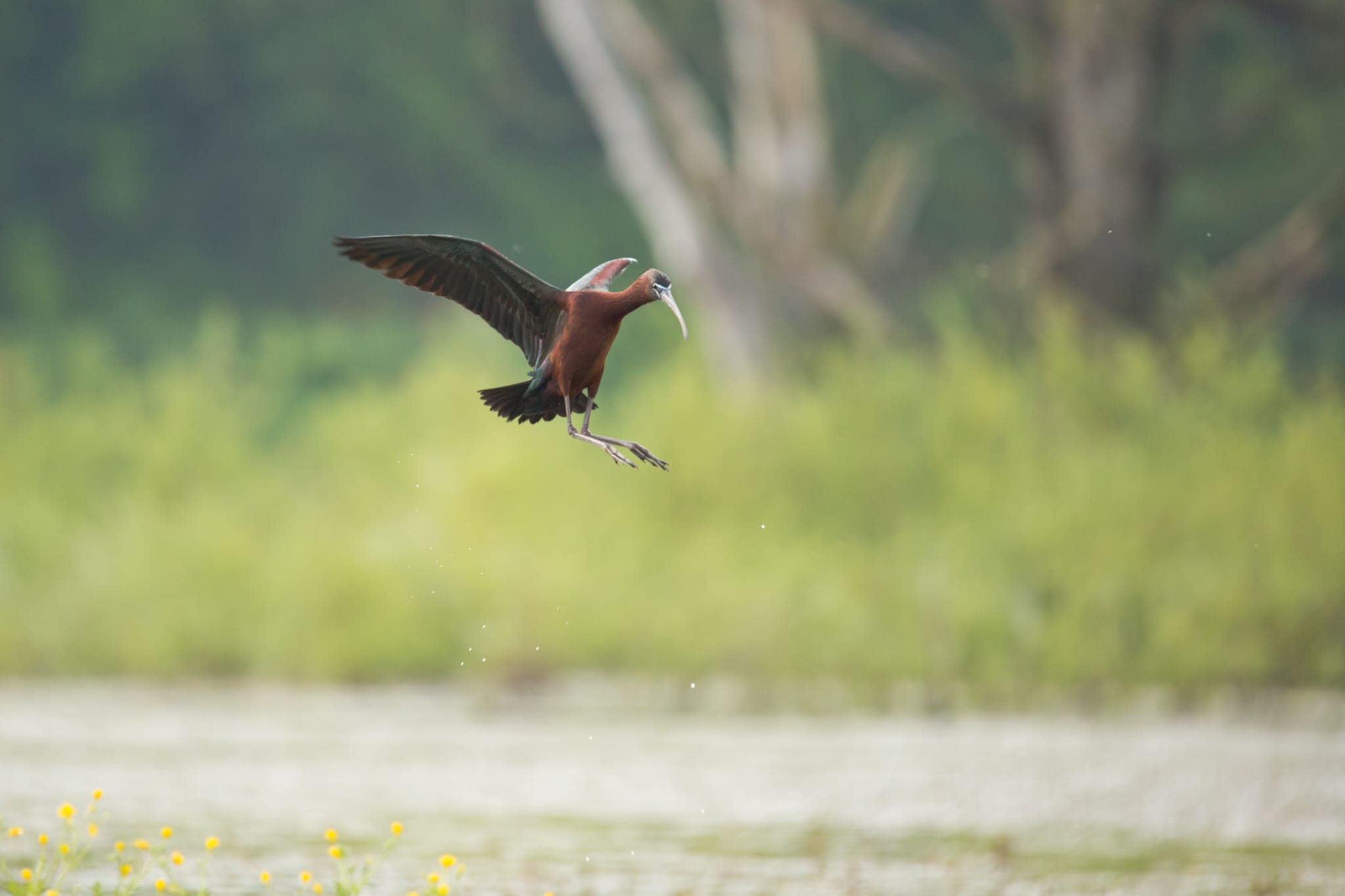 Mignattaio ph Walter Fiore