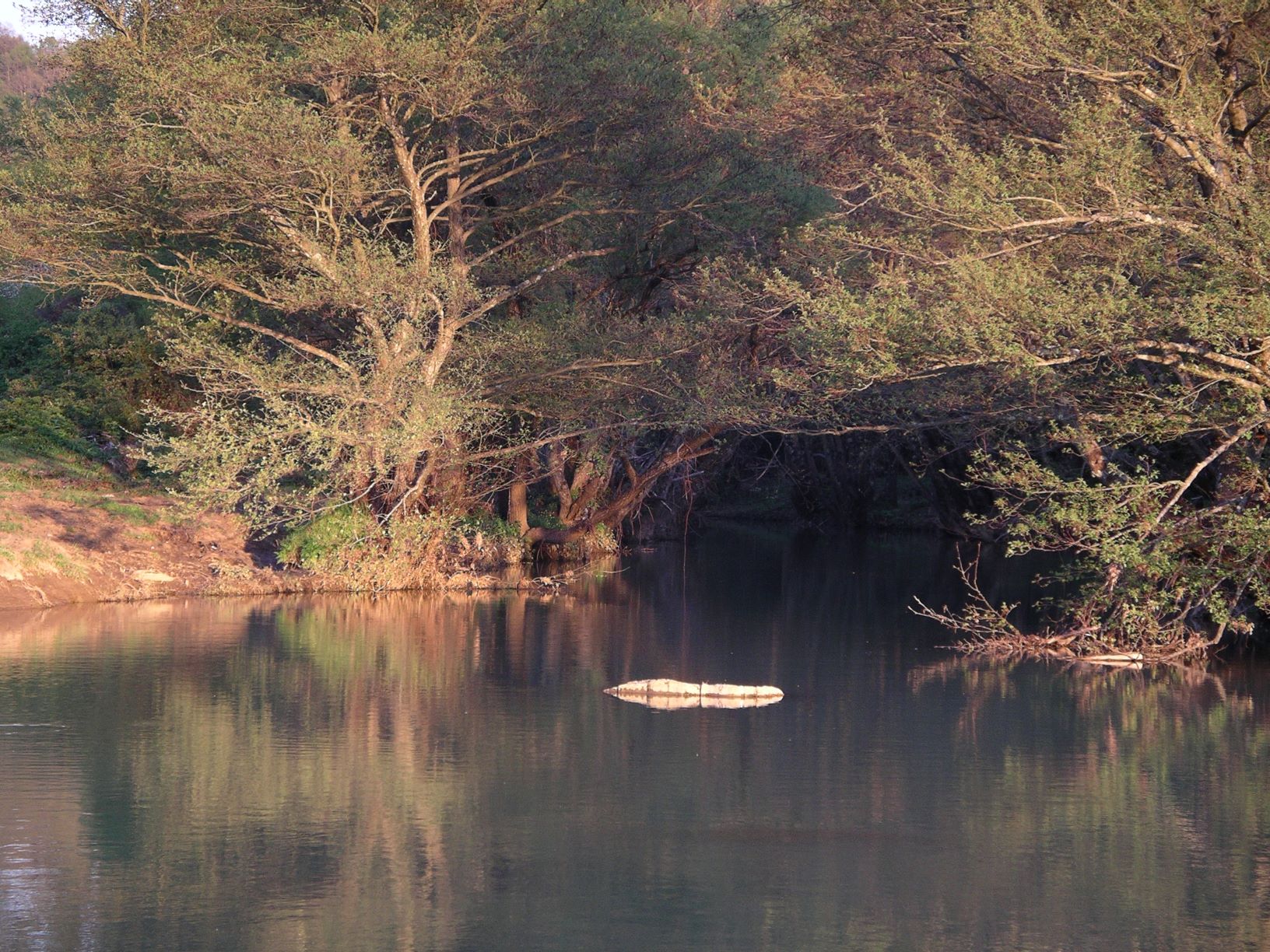Programma di Sviluppo Rurale del Lazio - Presentazione dei risultati sugli studi e monitoraggi di flora e fauna