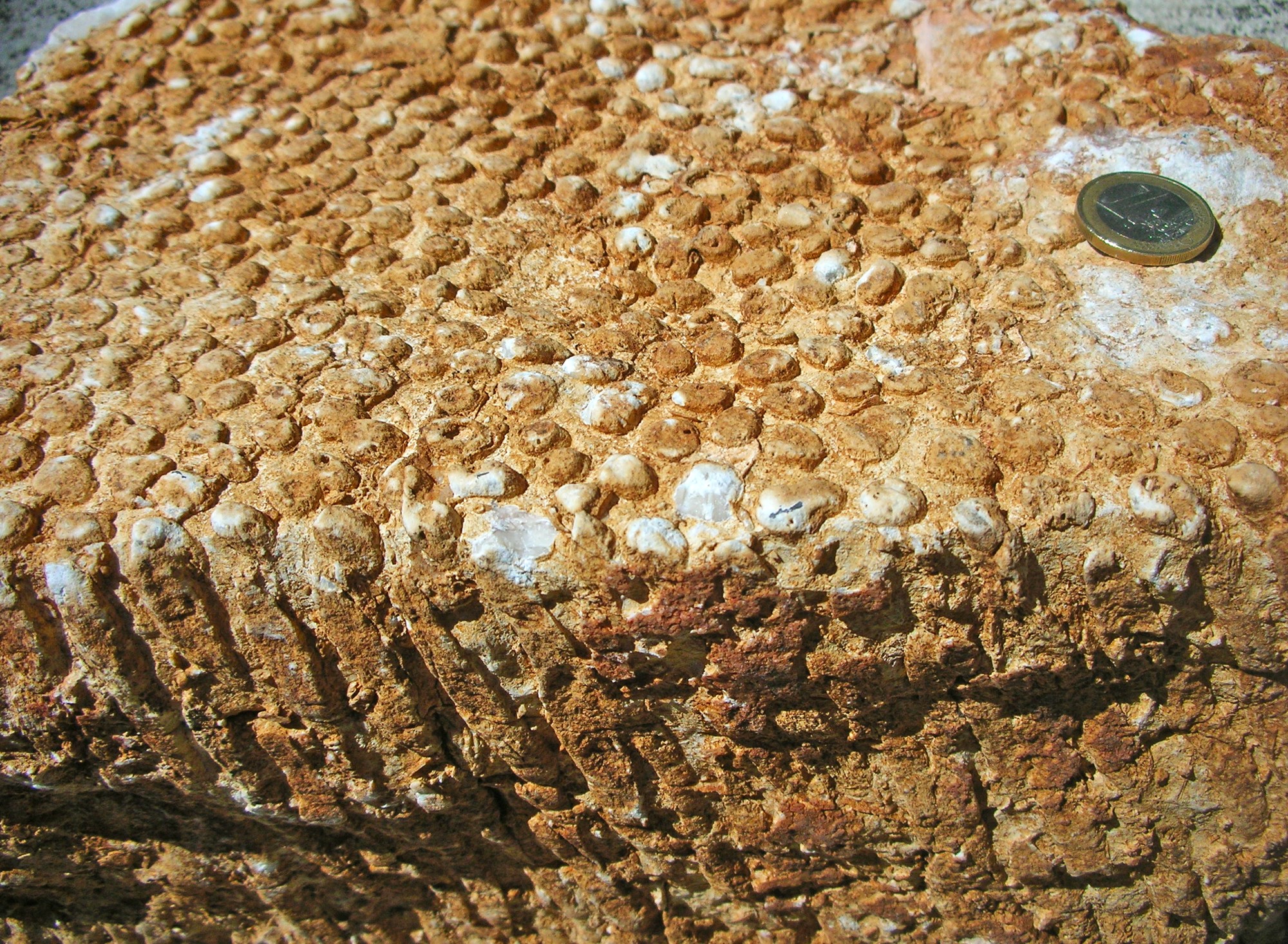 Le lagune dei dinosauri a Rocca di Cave