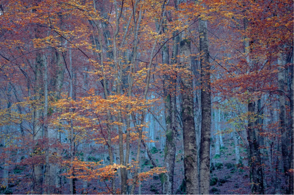 Mostra - Naturalmente Lazio