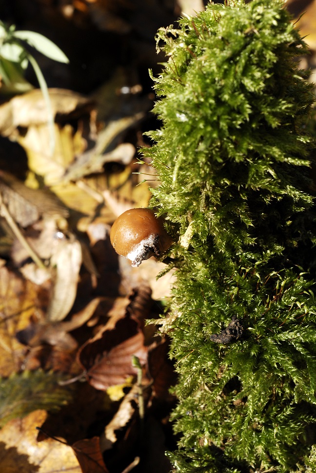 L'importanza del muschio per l'ecosistema