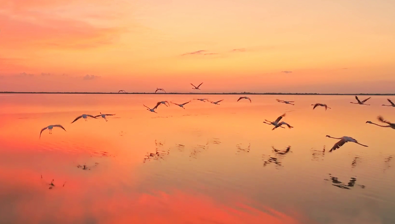 La migrazione degli uccelli