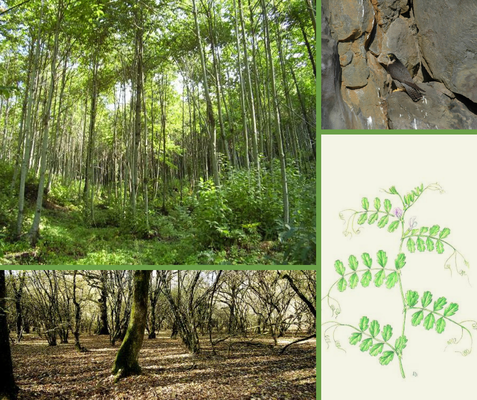 ZSC - Zone Speciali di Conservazione