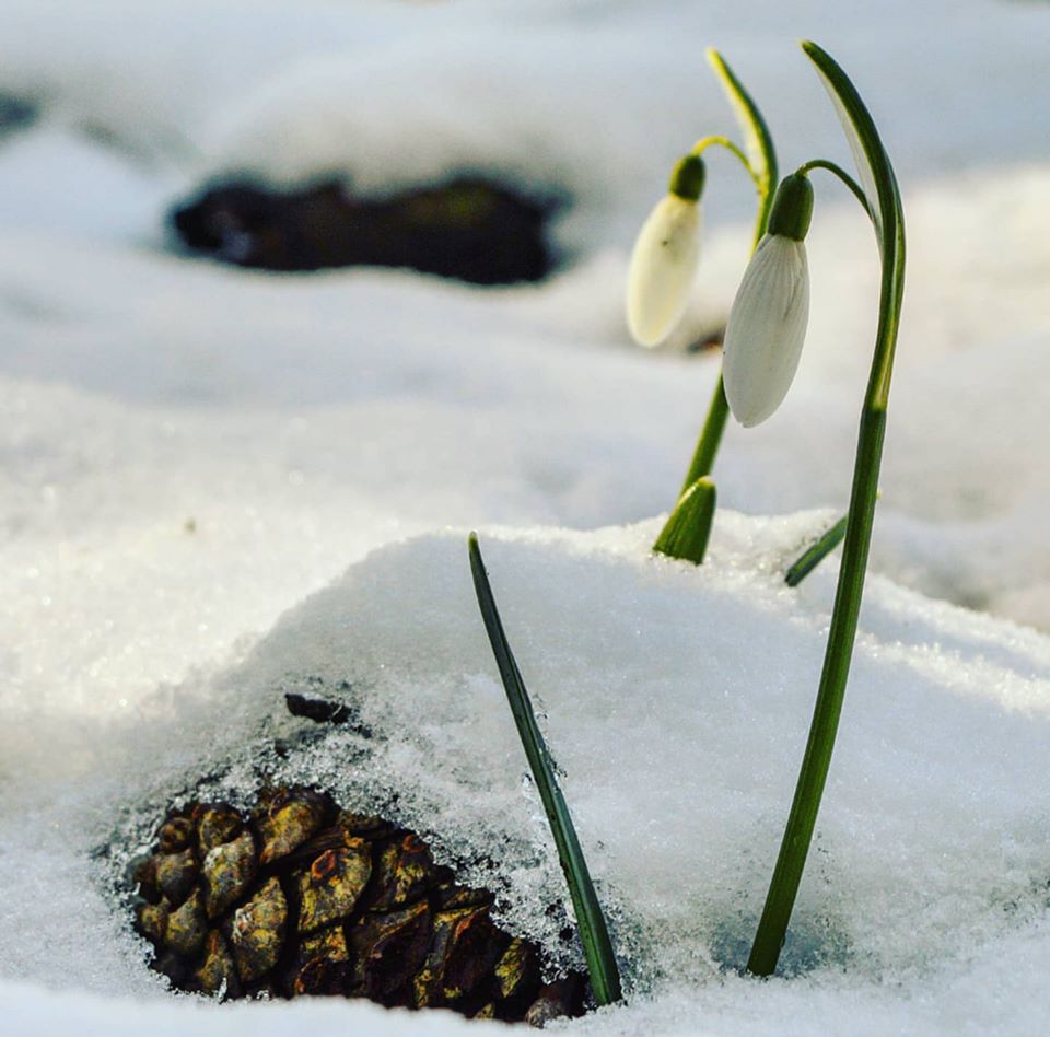 bucaneve #iostoacasa