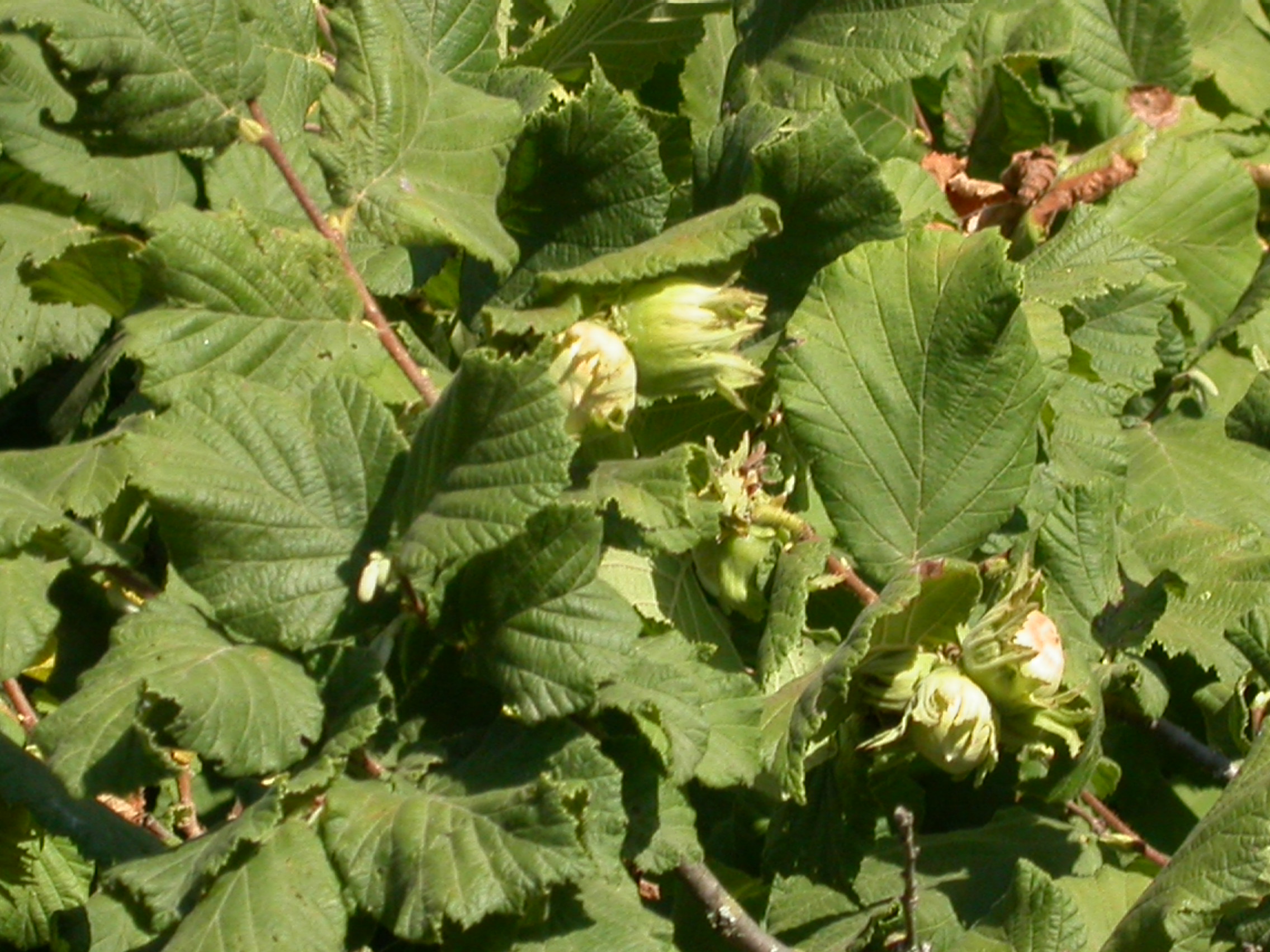 Nocciolo