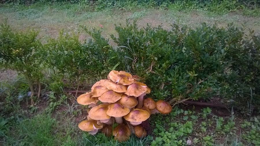 DOMENICHE D'AUTUNNO AL PARCO<br /> Piante e frutti, sapori e colori
