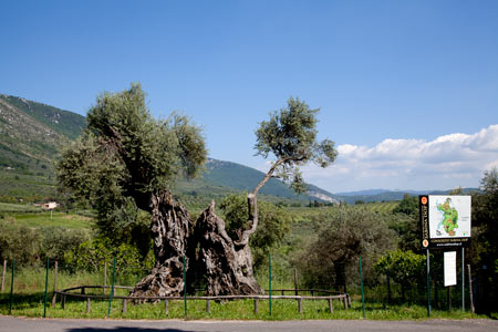 Olivo millenario di Palombara Sabina - foto da www.sabinadop.it