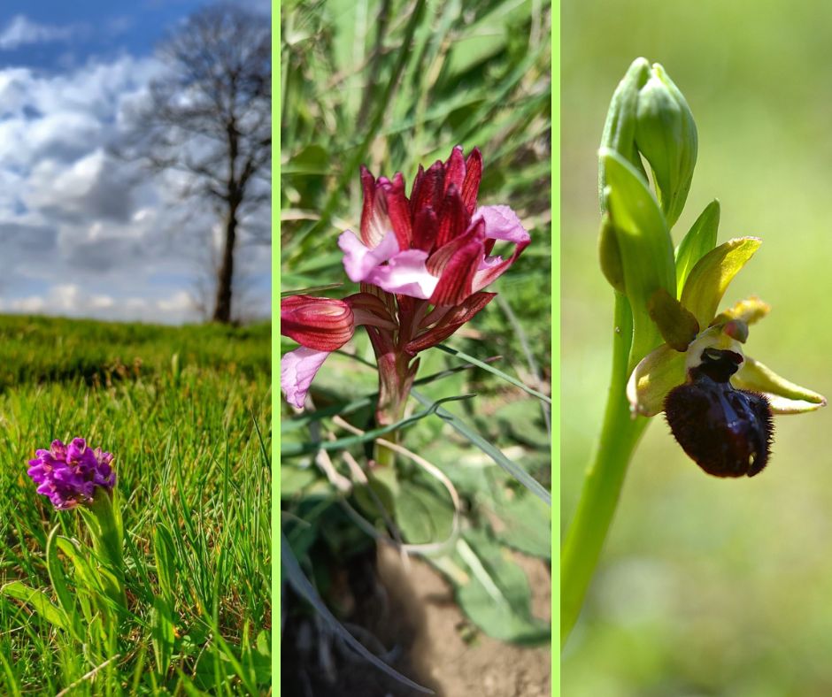 Nel Parco sbocciano le prime orchidee