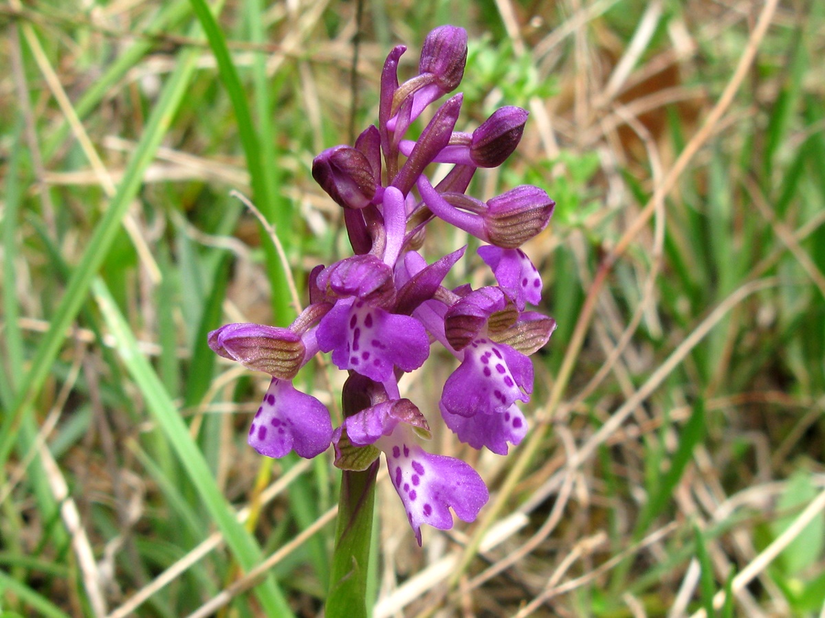 Orchis morio