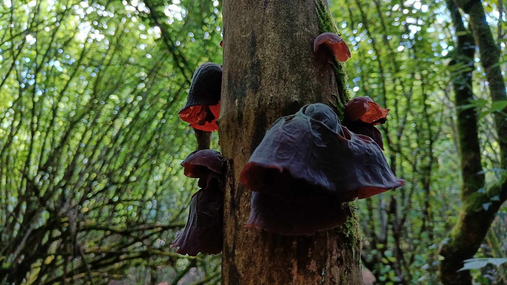 Le stravaganti forme della natura