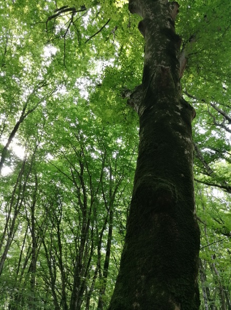 SULLE TRACCE DELLA GLACIAZIONE - TESORI NATURALI 2025