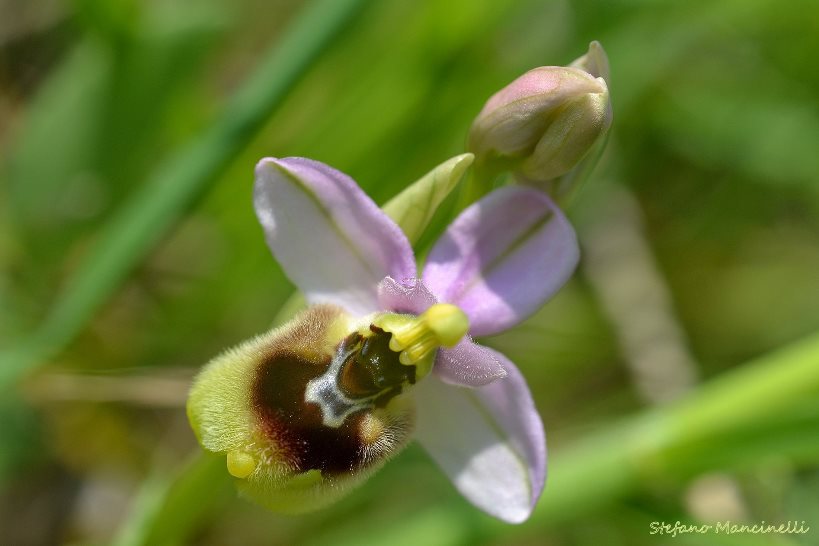 Ophrys tenthredinifera