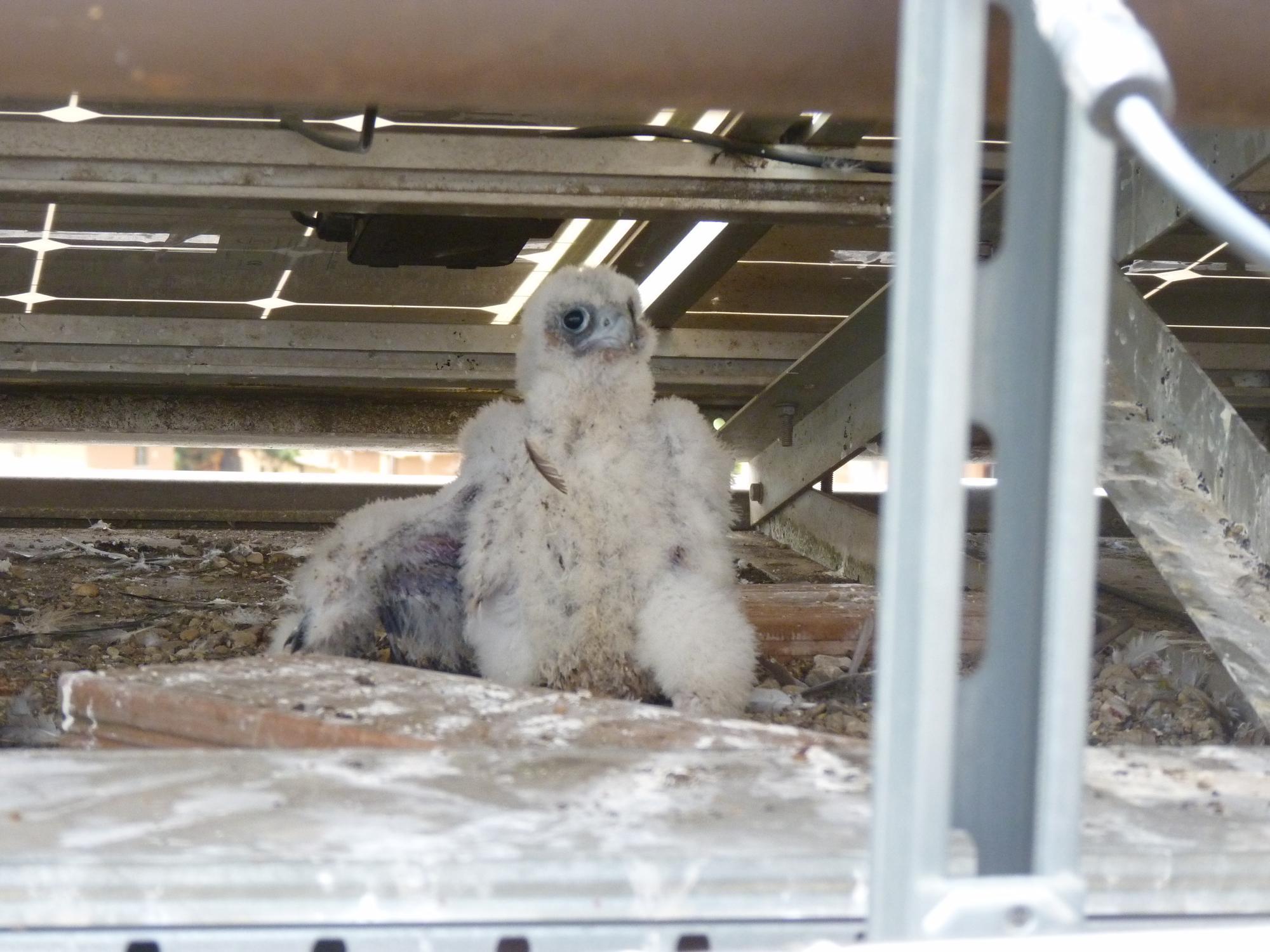 Il piccolo Enea, foto di Fabrizio Petrassi - Tecnico naturalista della Regione Lazio.