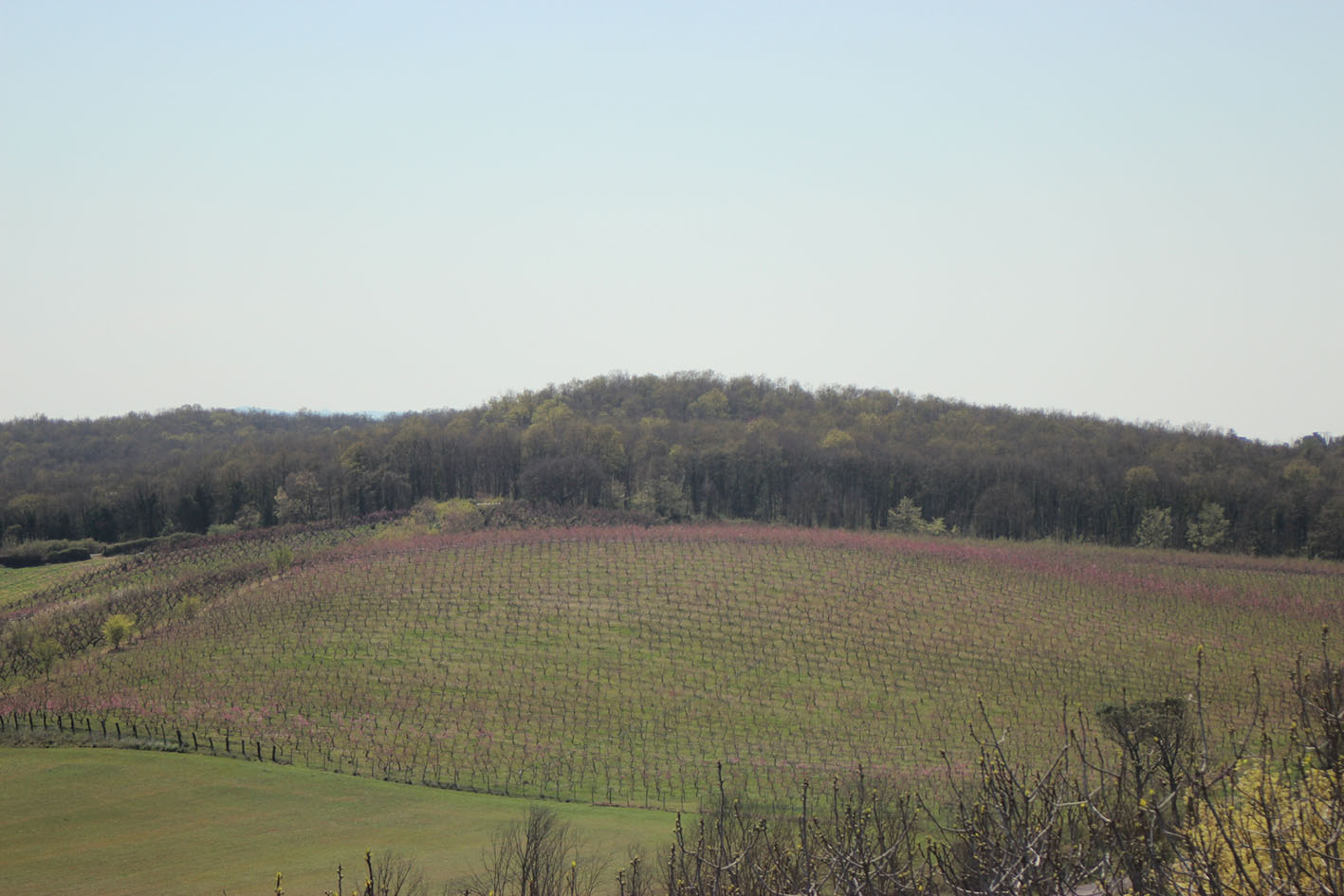 La vegetazione della Macchia di Gattaceca e Macchia del Barco