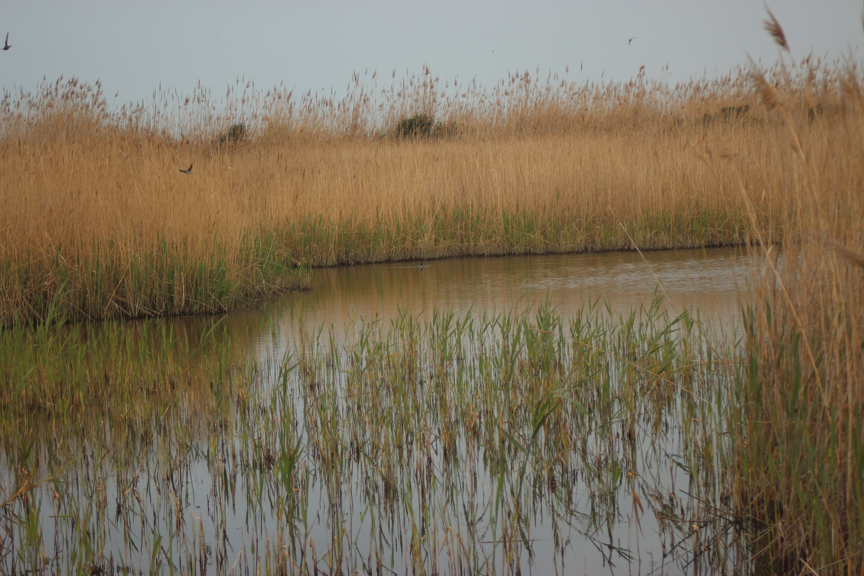 Evento "ProteggiAmo le aree protette della Città metropolitana di Roma Capitale" nel Monumento naturale della Palude di Torre Flavia