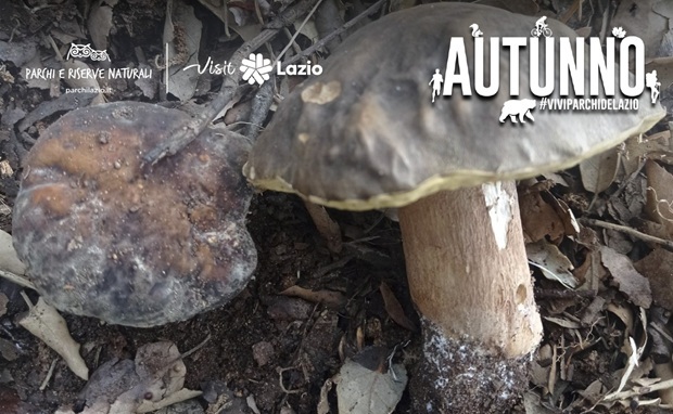 Alla Ricerca dei Funghi Autunnali