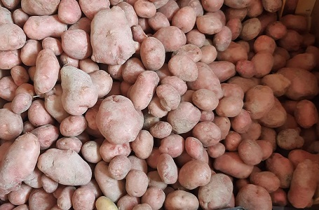 Patata dell'Alto Viterbese IGP