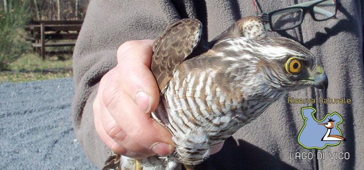 Sparviere prima di essere liberato dopo le cure alla Riserva Vico