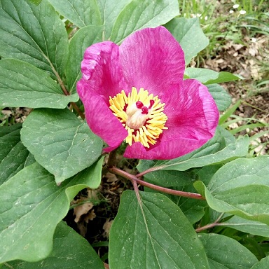 Peonia selvatica