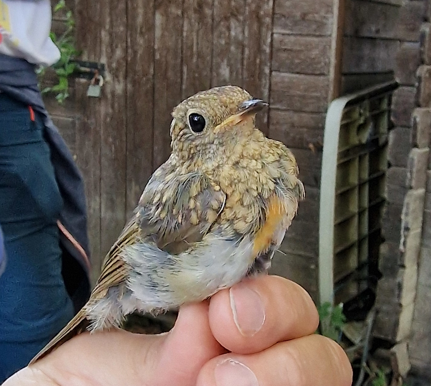 Giovane di Pettirosso