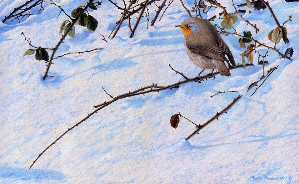 Pettirosso di Marco Preziosi
